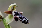 Ophrys kotschyi